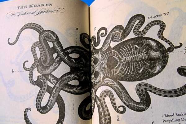 Kraken20at